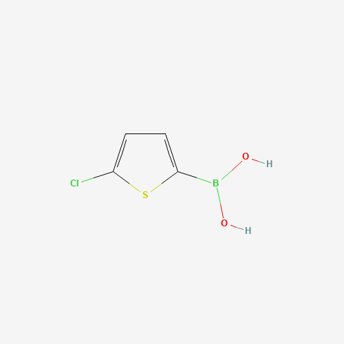 (5-Chlorothiophen-2-yl)boronic acid