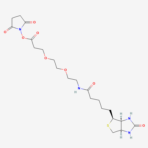 Biotin-PEG2-NHS ester
