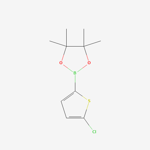 2-(5-Chlorothiophen-2-yl)-4,4,5,5-tetramethyl-1,3,2-dioxaborolane